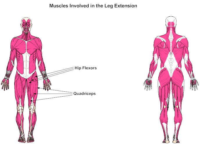 Muscles Involved in the Leg Extension